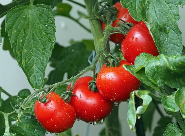 liście pomidorów zwijają się do góry